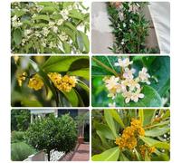 Semi di alloro, Laurus nobilis, vecchie varietà da balcone Le sempreverdi sono resistenti 100pcs