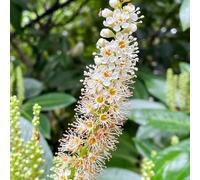 Semi di alloro, piante resistenti all'esterno semi di bonsai alberi piante verdi rare piantare un albero per luoghi soleggiati fiori resistenti da balcone arbusti fioriti comprare 35pcs