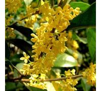 semi di alloro semi di giardino rocce resistenti, rare serie - resistenti esotici, giardino Le 250pcs