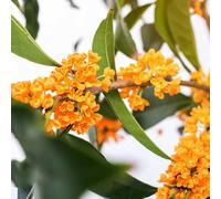 Semi di alloro, sempreverdi resistenti semi di regali per gli amanti del giardino un da balcone per luoghi soleggiati arbusti 55pcs