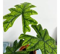 Semi di Alocasia, da giardino resistenti vecchie varietà da soggiorno da giardino semi di regali per gli amanti del giardino 80pcs