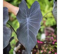 Semi di Alocasia - da ufficio vecchie varietà sempreverde, resistente all'inverno per gli amanti del giardino da appartamento facili curare resistenti in vaso 450pcs