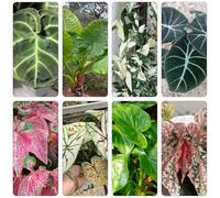 semi di alocasia - decorazione selvatica di balconi resistenti all'aperto giardino ombra, semi resistenti giardino 350pcs