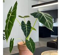 Semi di alocasia, rare, da interno resistenti per il giardino semi di esotiche da balcone resistenti decorazione del soggiorno 100pcs