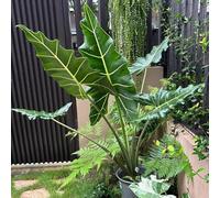 Semi di alocasia, resistenti per il giardino verdi il balcone Le perenni sono perenni 350pcs