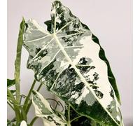 Semi di alocasia, semi di per la decorazione stanza semi di esotiche resistenti all'esterno resistenti decorazione 50pcs