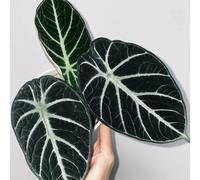 Semi di Alocasia - serre da balcone da ufficio per gli amanti del giardino verdi appartamento facili curare d'appartamento prodotti sostenibili arredamento del 180pcs