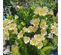 Semi di Alstroemeria - giardino di per luoghi soleggiati semi to come per gli ospiti serre da balcone selvatici da 180pcs