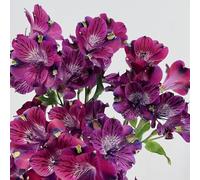 semi di Alstroemeria in vaso estremamente resistenti giardino 450pcs