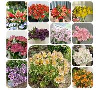 semi di alstroemeria - interno campo balcone giardino rocciose resistenti 100pcs