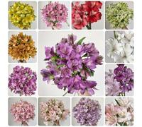 Semi di Alstroemeria - le da giardino roccioso sono resistenti Alstroemeria ibrida - semi da giardino 300pcs