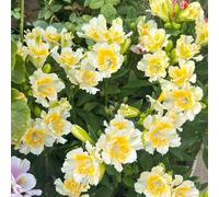 Semi di Alstroemeria - organico estivi semi di vecchie varietà resistenti per giardini rocciosi farfalle decorazione floreale da balcone Perenni 70pcs