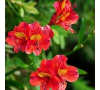 Semi di Alstroemeria - semi di da balcone rare come per gli ospiti recisi serre da balcone giardino roccioso resistenti selvatici giardino 25pcs