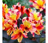 Semi di Alstroemeria - semi di farfalle to per luoghi soleggiati esotiche giardino serre da balcone da giardino roccioso resistenti rare autunnali 100pcs