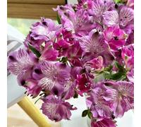Semi di Alstroemeria - semi di to autunnali resistenti da balcone serre da balcone come per gli ospiti e perenni esotiche 500pcs