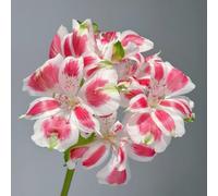 semi di Alstroemeria, semi vecchie varietà per luoghi soleggiati serre da balcone giardino amici autunnali resistenti da balcone 25pcs