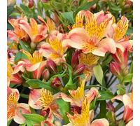semi di Alstroemeria vecchie varietà giardino esterni rialzata 75pcs