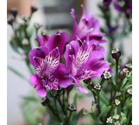 semi di alstroemerie - semi esotici balcone letto elevato Balcone esotici resistenti resistenti per il giardino di resistenti 10pcs