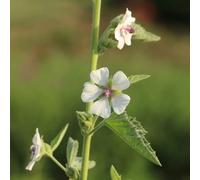 semi di altea - balcone con in vaso rialzata per interno balcone varietà antiche copertura del terreno selvatiche, resistenti 250pcs