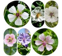 semi di altea - balcone con selvatiche, resistenti copertura del terreno al coperto in vaso rare giardino 500pcs