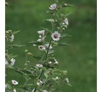 semi di altea - biologiche balcone varietà antiche rare giardino selvatiche, resistenti balcone con d'appartamento esotiche 550pcs