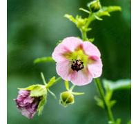 semi di altea - giardino roccioso di al coperto in vaso in vaso serre balcone d'appartamento esotiche rialzata per interno 25pcs