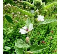 semi di altea - selvatiche, resistenti in vaso serre balcone rare giardino di per la copertura del terreno 400pcs