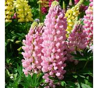 semi di altramuzsemi semi selvatici, semina autunno decorazione primavera giardino decorazione sala soggiorno giardino perenni resistenti all'inverno estate 50pcs