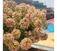 Semi di alyssum - giardino arredamento del soggiorno balcone con interna tappezzanti in vaso rialzata rampicanti Vecchie varietà 800pcs