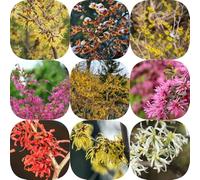Semi di amamelide - arbusti ti resistenti perenni serre da balcone semi di come per gli ospiti giardino autunnali resistenti decorazione da 55pcs