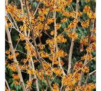 semi di amamelide in vaso aiuole rialzate interna decorativi giardino roccioso varietà antiche biologiche raro balcone 150pcs