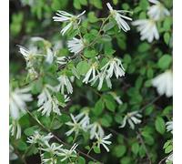 semi di amamelide - resistenti esterno in vaso giardino interno sul balcone resistenti, adatte alla piena esposizione al sole decorazioni giardino per 30pcs