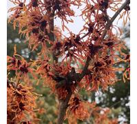 Semi di amamelide, semi di autunnali resistenti vecchie varietà arbusti fioriti resistenti perenni per luoghi soleggiati serre da balcone biologici selvatici 25pcs