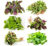semi di amaranto balcone con resistenti per giardini rocciosi semi di biologici, varietà antiche resistenti in vaso Coltivare rampicanti 100semi