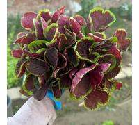 Semi di amaranto biologici, da orto, sementi biologiche Amaranto tricolore semi di da giardino semi da balcone da balcone resistenti 80pcs