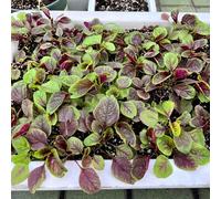 Semi di amaranto - giardino aromatiche resistenti verdi invernali sostenibili balcone serra aromatiche da cucina semi di 300pcs