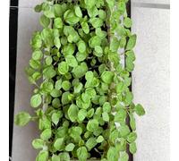 semi di amaranto giardino, resistenti longeve decorazioni per esterni biologico roccioso sul balcone antiche varietà 400pcs