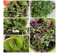 Semi di amaranto - orto, sementi biologiche tricolore antiche varietà, 300pcs