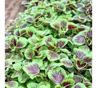 semi di amaranto resistenti per giardini rocciosi giardino resistenti Coltivare rampicanti semi di orticole giardino rampicanti 1000semi