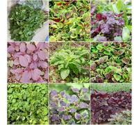 Semi di amaranto - resistenti per il giardino interno di giardino semi balcone resistenti 200pcs