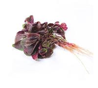 semi di amaranto serra varietà antiche biologiche giardino interno estate medicinali 100pcs