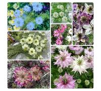 semi di amore nel verde, biologiche Nigella damascena, selvatiche, selvatici sul balcone 350pcs