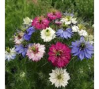 semi di amore nella nebbia - balcone Nigella damascena orticole rialzata esotiche roccioso 250pcs