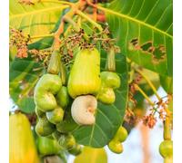 Semi di anacardo - semi biologici Anacardium occidentale giardino resistenti per il giardino 20pcs