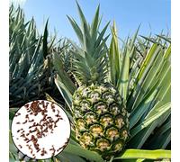 Semi di ananas, 50 pezzi di semi di ananas Prolific Yummy Colore vibrante Facile germinazione Semi nutrienti per piantare, attira le api - Verde