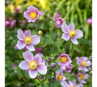 semi di anemone autunnale balcone semi giardino resistenti per giardino, anemone, anemone coperto 85pcs