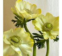 Semi di anemone autunnale, resistenti per il giardino copertura del terreno serre da balcone di anemone autunnale resistente decorazione soggiorno 400pcs