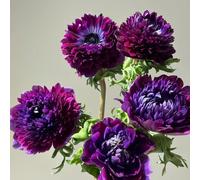 Semi di anemone autunnale, resistenti per il giardino farfalla lilla semi esotici estivi decorazione soggiorno decorazione da giardino per esterni 150pcs