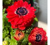 Semi di anemone autunnale, semi di estivi semi di selvatici resistenti per il giardino da giardino roccioso resistenti 250pcs