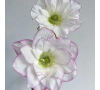 semi di anemone balcone con interna anemone autunnale tappezzanti in vaso rialzata Aiuole rialzate per il giardino arredamento del soggiorno Vecchie varietà 480pcs